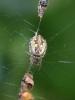 Cyclosa conica